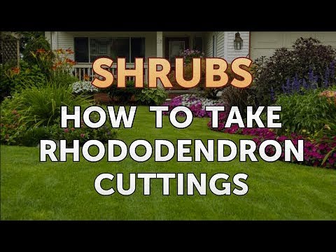 How to Prune a Bottlebrush Shrub