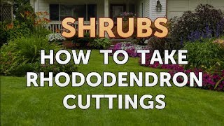How to Take Rhododendron Cuttings