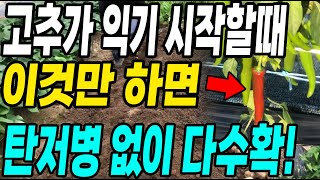고추가 익기 시작할때 이것만 하면 탄저병없이 다수확! 병없이 고추농사 대박납니다!