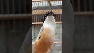 Download lagu CENDET ISIAN TIKUS CURUT mp3