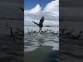 This Sea Bird Is Expert In Catching Fish #birdcatchingfish #seabirds