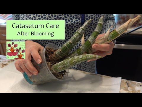 How to Care for a Catasetum Orchid After Blooming & During Dormancy | How to Remove Blooms & Roots