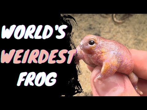 World's Weirdest Frog | Turtle Frog