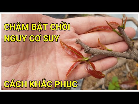 🔴 QBS22163 - NGUYÊN NHÂN CÂY MAI CHẬM ĐÂM CHỒI, CHẬM RA LÁ VÀ CÁCH KHẮC PHỤC CHẬM ĐÂM TƯỢT MAI VÀNG