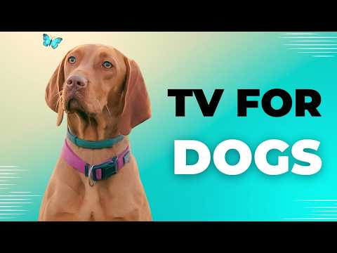 Indoor Nature Exploration for Dogs