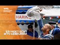 Haags gemeenteraadslid pleit voor anticonceptie voor meeuwen: 'Vallen mensen aan'