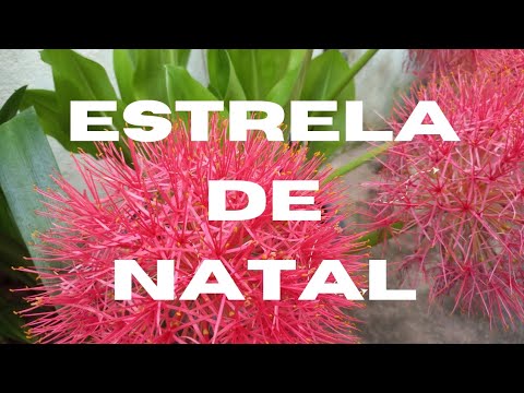 🔵COMO CUIDAR ESTRELA DE NATAL‼️