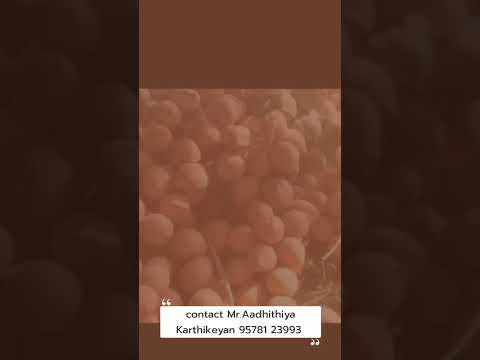 A grade solid pollachi green tender coconut, packaging size:...