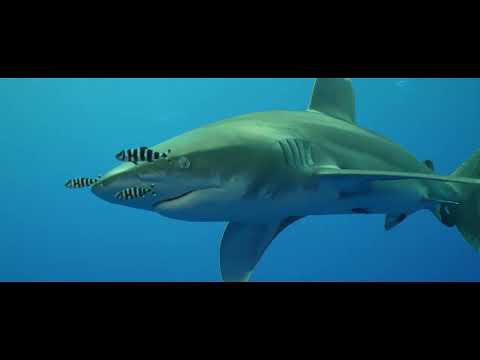 Egypt Red Sea Liveaboard : The Deep South 2022