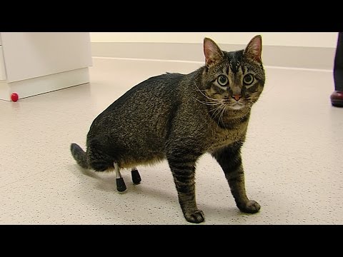 Anteprima Video Vincent, il gatto con le protesi alle gambe