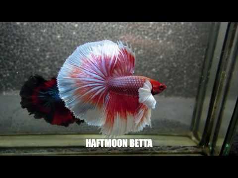 Most Beautiful Types of Betta Fish - Betta  Fish Names