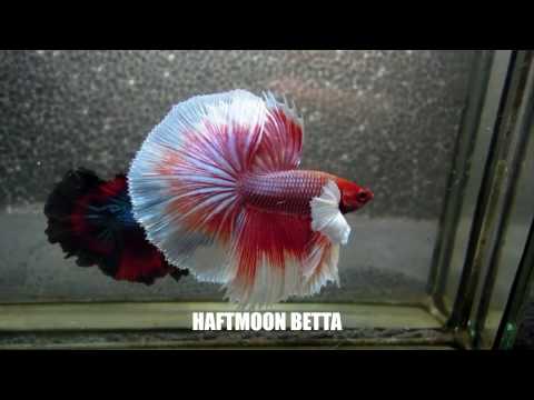 Most beautiful types of betta fish