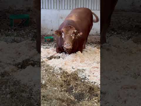 Big lad #farming #bull #limousinbull #farmlove #farm