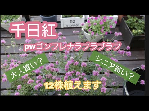 園芸 リオ・グランデ・アマランティーン、スカーレット・ゴンフレナ