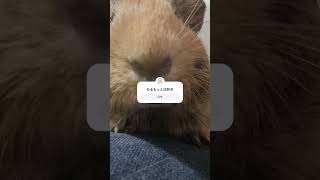 #もるもっと  おばあちゃん家に新たな家族増えてたから触ってきた