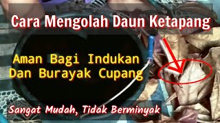 Download lagu Cara Mudah Mengolah Daun Ketapang Agar Tidak Berminyak Dan Aman Untuk Ikan Cupang mp3