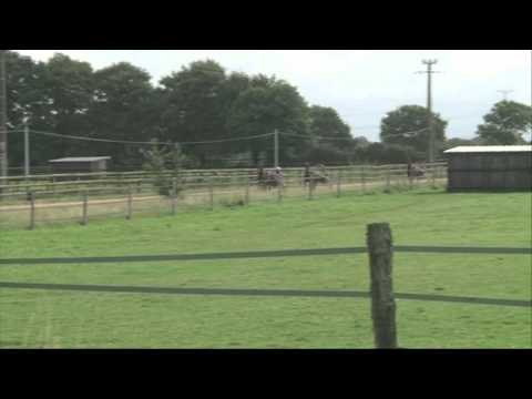 Carnet de pistes - Voltigeur de Myrt pour le Critérium des 5 ans 2014 - Roberto Donati