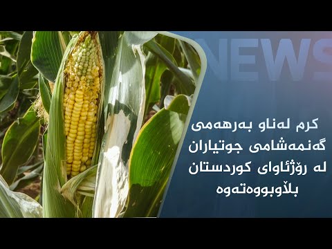 بەڤیدیۆ.. لە رۆژئاوای کوردستان کرم لەناو بەرھەمی گەنمەشامی جوتیاران بڵاوبووەتەوە