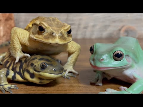Frog & Toad & Salamander 2