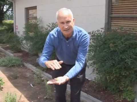 Scented Geraniums - How To Use For Fragrance and Cooking