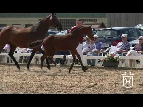 NF252CH Stutfohlen von Cascadello I - Contender - Corofino I