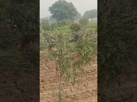 #shorts #all #grass #vlogs #viralvideo #beautiful #flowers #flowerdesign #