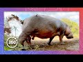 Hippo Spreading Feces: Watch This Amazing Natural Phenomenon!