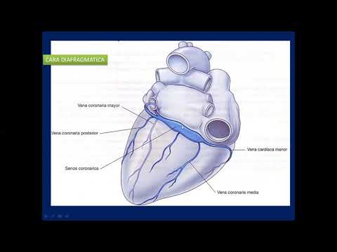 CARDIAC VENOUS DRAINAGE