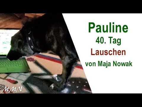 Was Hunde wahrnehmen - Hundereaktionen auf die Pauline Filme - von Maja Nowak