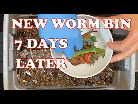 How Much To Feed A New Worm Bin After 7 Days | Vermicompost Worm Farm