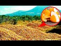 They Threw 12,000 Tons Of Orange Peels Into The Forest  After 15 Years, Everyone Was Amazed