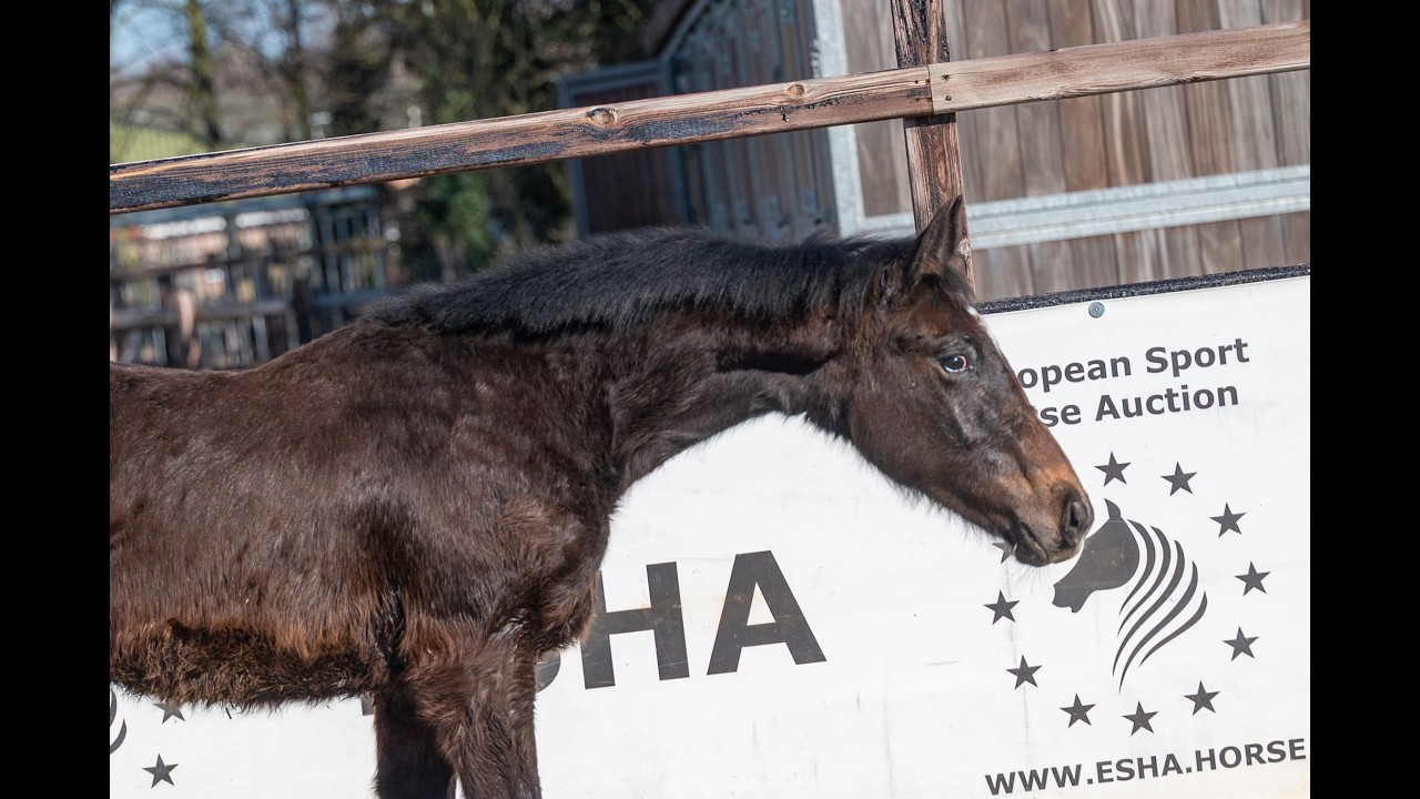 Chridas de L'esperance (DIDAS DE L'ESPERANCE x QUINT VH MAARLO Z) video 1