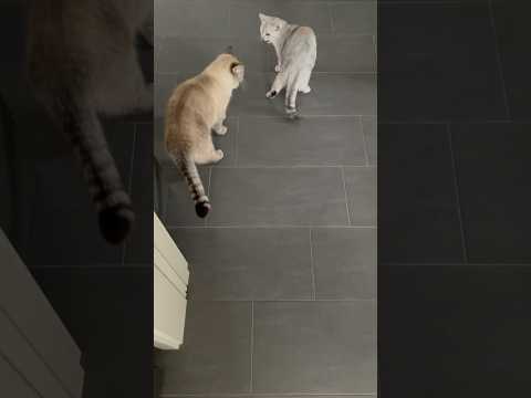 Misha und Nala 05/24 #cat #katzen