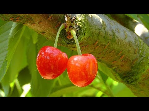🌱Como germinar y plantar arboles de cerezo 🍒 en maceta desde la semilla de cereza.