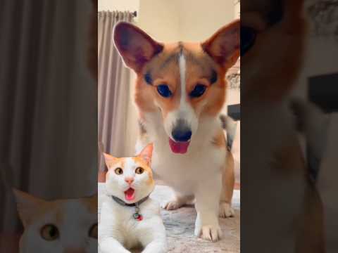 Funny Dog Dance Video 🐕 #dog #puppy #dogdance #puppydance