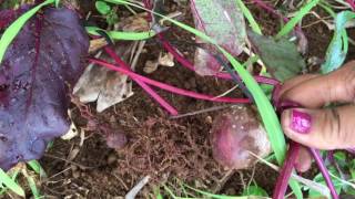 Darn Nematodes!!😕