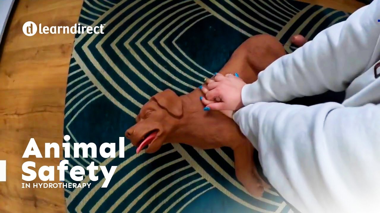 Hydrotherapy for Pets: Step-by-Step Risk Assessment Guide | learndirect