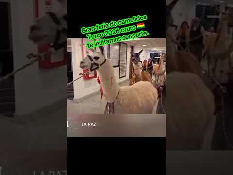 Gran feria de camelidos turco 2026 Oruro Bolivia 🇧🇴