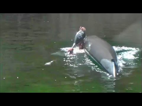 Lever Kayak Roll Easiest Roll to Learn