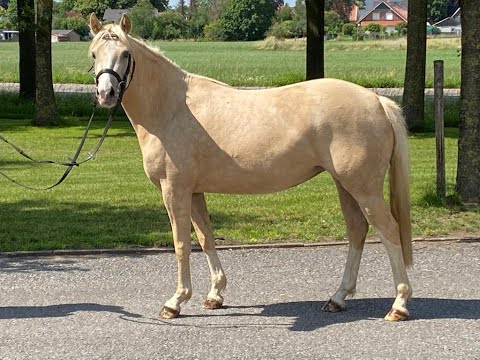 Palomino Ponystute Donnerlittchen von Diamond Touch aus der St.Pr.St. Maskottchen