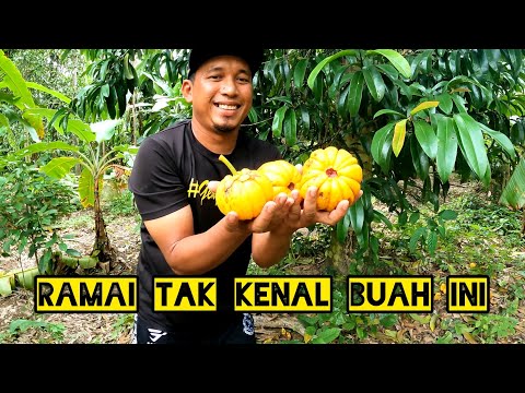 Badol Buat Asam Keping//Asam Gelugor//Biji Ketom