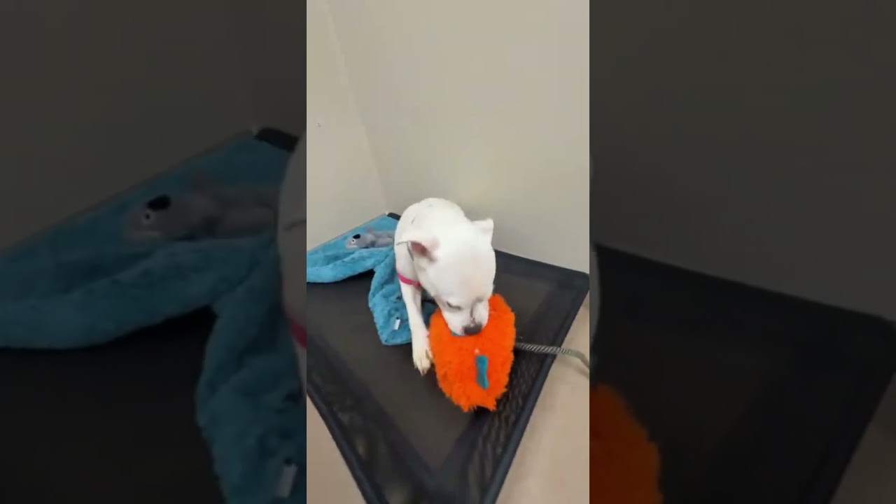 Enlarge Snowy-So wiggly & friendly!, a ADOPTABLE mixed breed in Oshkosh, WI video 1/6