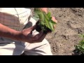 Video preview for How To Plant Blackberries