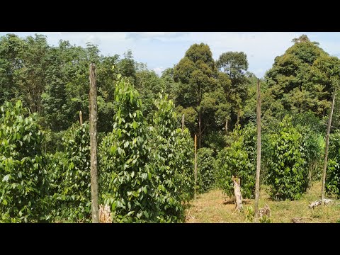 Small Pepper Plantation in the hills of Borneo (Piper nigrum)