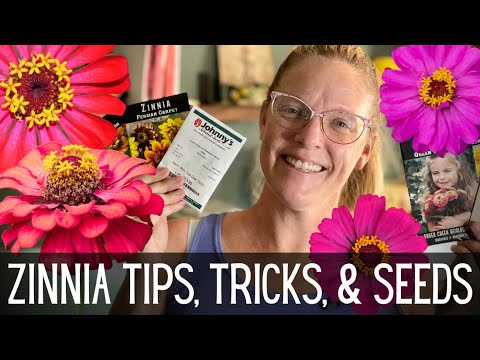 ZINNIAS: Tips, Tricks, & Seeds 🌸🌸🌸 || All About Zinnias || How To Grow Zinnias From Seed