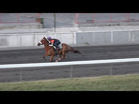 Hippisme : une 8e victoire consécutive dans le viseur de Patrol Officer