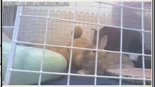 うさぎのきなちゃんライブ配信