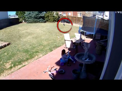 5-Year-Old Girl Stares Down Bobcat in Her Backyard
