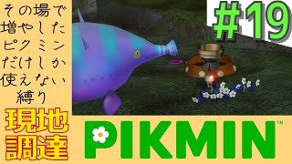 その日増やしたピクミンしか使えない縛り【現地調達ピクミン】#19