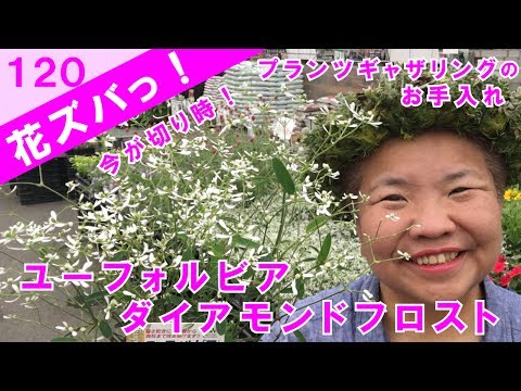 園芸 ユーフォルビア ダイヤモンドフロスト